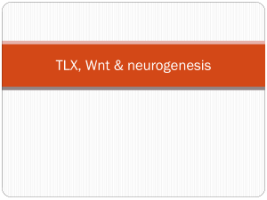 Wnt - USD Biology