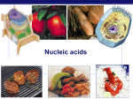 APNucleic Acids