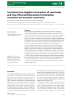 Functional cross‐kingdom conservation of mammalian and moss