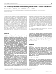 The trans-Golgi network GRIP-domain proteins form α