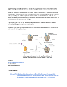 Optimizing unnatural amino acid mutagenesis in mammalian cells