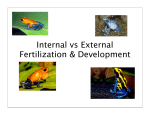 Internal vs. External Development.ppt-7