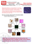 What is Vet-Stem Regenerative Medicine? Stem cells are