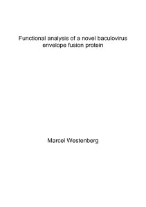 Functional analysis of a novel baculovirus envelope fusion protein