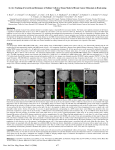 In Vivo Tracking of Growth and Dormancy of Solitary Cells in