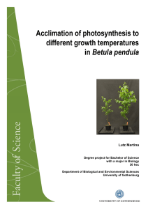 Acclimation of photosynthesis to different growth temperatures in