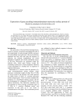 Expression of gene encoding immunodominant merozoite surface