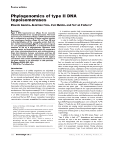 Phylogenomics of type II DNA topoisomerases