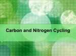 Carbon and Nitrogen Cycling