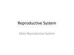 Reproductive System