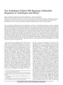 The Arabidopsis Protein SHI Represses