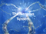 The Nervous System