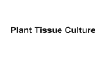 Plant Tissue Culture