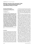 two types of titin interactions lead to an asymmetrical sorting of actinin