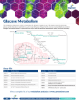 Glucose Metabolism - vinci