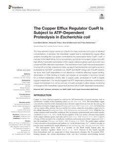 The Copper Efflux Regulator CueR Is Subject to ATP