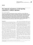 The molecular mechanisms of TLR