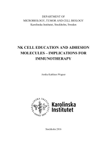nk cell education and adhesion molecules