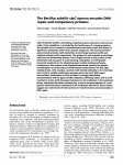 The Bacillus subtilis clpC operon encodes DNA