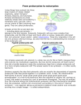 From prokaryotes to eukaryotes