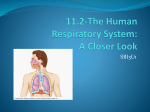 11.2-The Human Respiratory System: A Closer Look