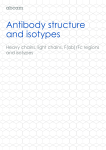 Antibody structure and isotypes