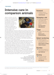 Intensive care in companion animals