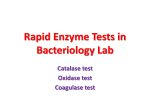 oxidase test