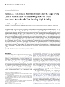 Responses to Cell Loss Become Restricted as the Supporting Cells