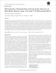 Phylogenetic Relationship Among Some Species of Bruchinae