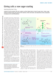 Giving cells a new sugar