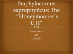 Staphylococcus saprophyticus: *Honeymooner*s UTI