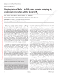 Phosphorylation of Beclin 1 by DAP