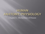 Human Anatomy/Physiology