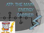ATP: The Main energy carrier