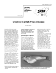 channel catfish virus disease