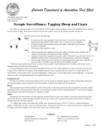 Scrapie Tagging Protocol - Colorado State University Extension