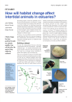 How will habitat change affect intertidal animals in estuaries?