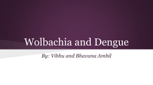 Wolbachia and Dengue