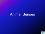 6A. Senses - GEOCITIES.ws