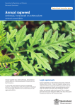Annual ragweed - Department of Agriculture and Fisheries
