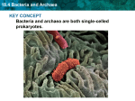 bacteria and archaea powerpoint