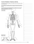 aab human skeleton anatomy activity