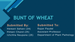 BUNT OF WHEAT