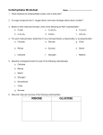 Carbohydrate Worksheet