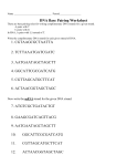 DNA base pairing activity