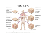 Tissue Types