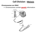 Meiosis Powerpoint