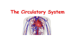 6 S - circulatory system 