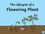 t-t-2547035-the-lifecycle-of-a-flowering-plant-powerpoint ver 1 (1)